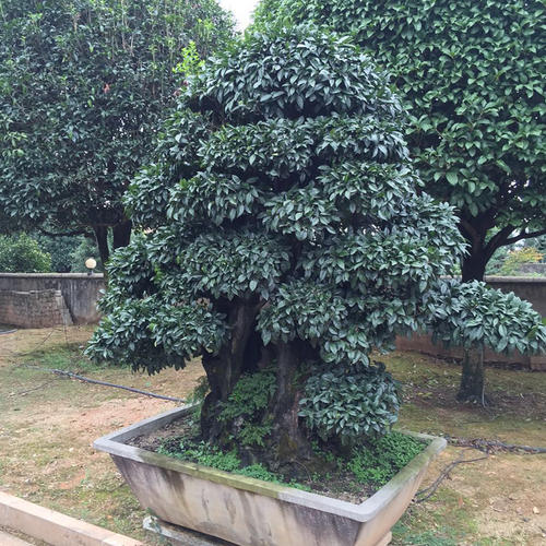 金彈子喬木跟灌木金彈子區別？